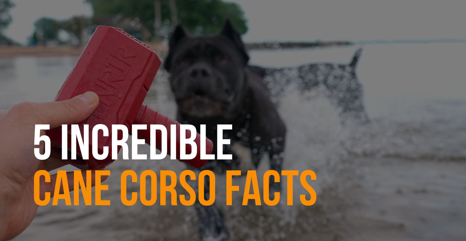 fenrir canine leaders 5 incredible cane corso facts