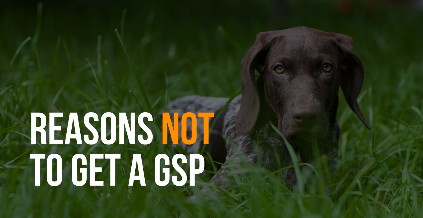 fenrir canine leaders 5 reasons to not get a gsp