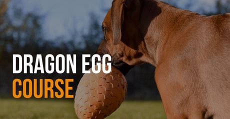 dragon egg course