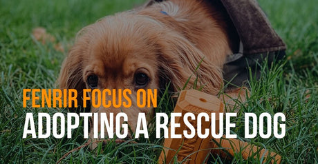 fenrir focus on adopting a rescue dog