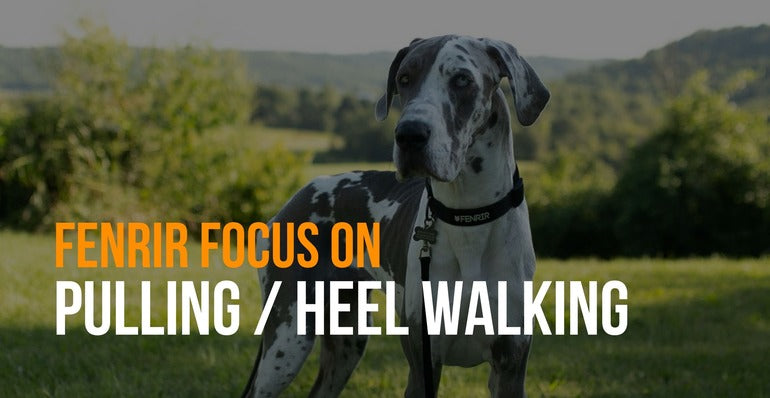 fenrir focus on heel walking