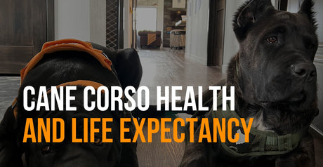 Cane Corso Health and Life Expectancy