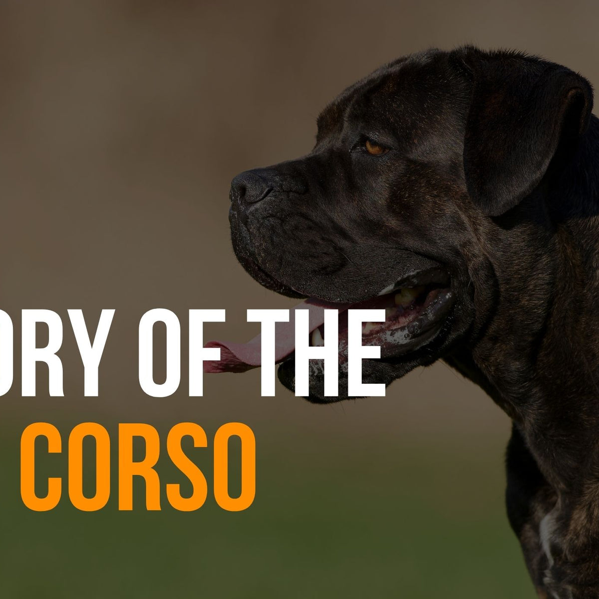 Cane Corso Dog Breed Information