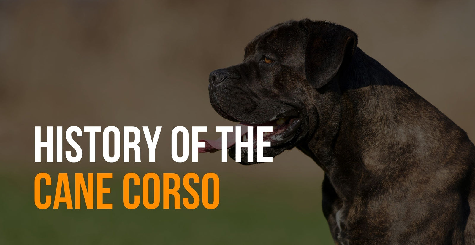 History of the Cane Corso