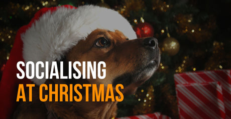 fenrir canine leaders socialising at Christmas how to introduce dogs