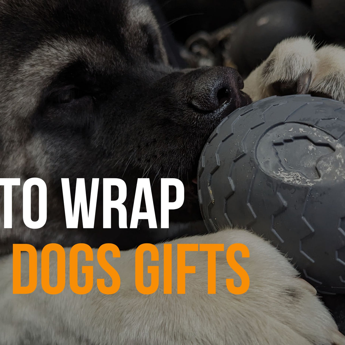 How to Wrap Gifts for Your Dog – Fenrir Canine Leaders