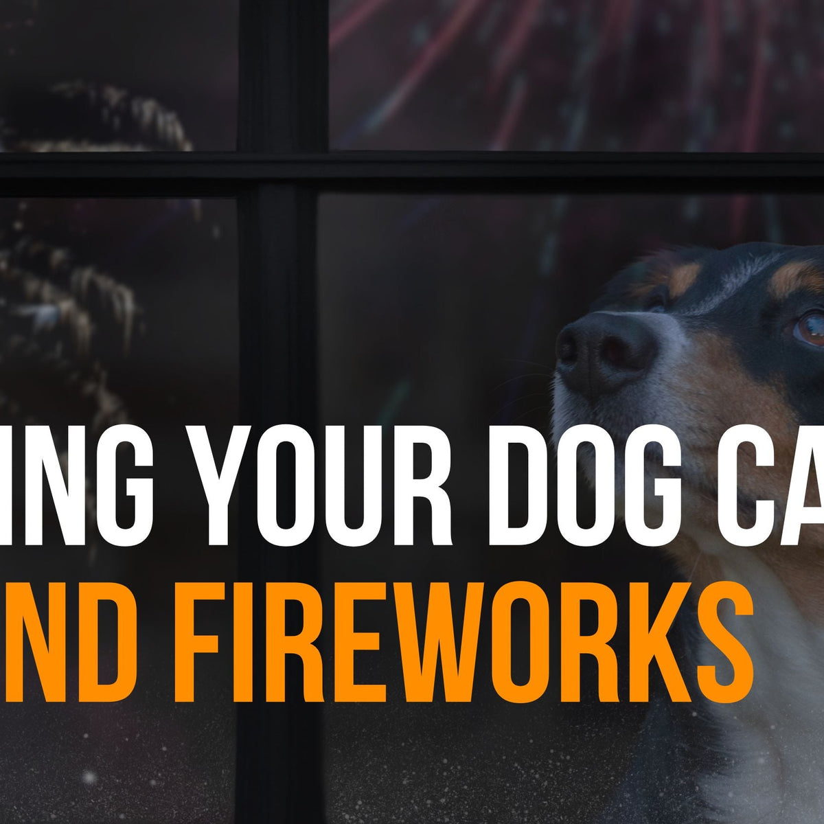 How to Comfort a Dog Scared of Fireworks Fenrir Canine Leaders