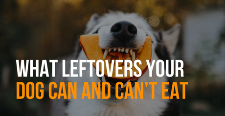 fenrir canine leaders what left overs you dog can and cant eat
