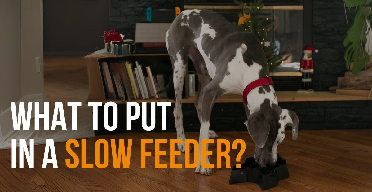 fenrir canine leaders what to put in a slow feeder