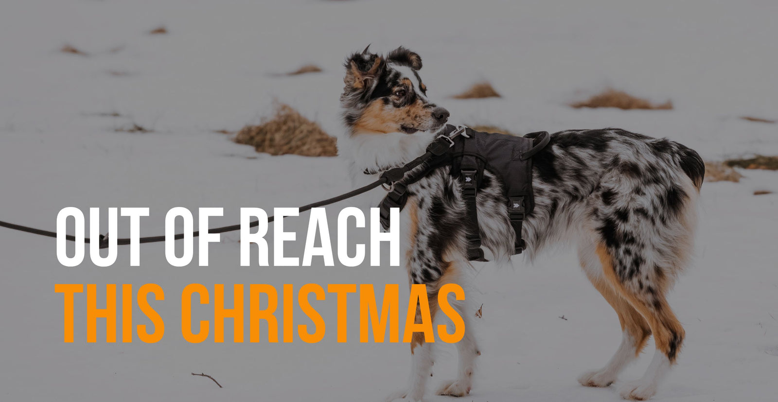 fenrir canine leaders out of reach this Christmas