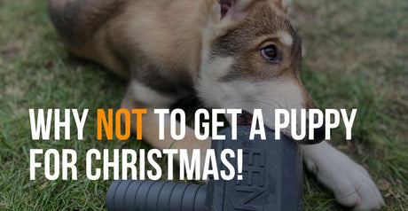 fenrir canine leaders puppies as gifts