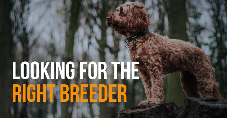 fenrir canine leaders looking for the right dog breeder