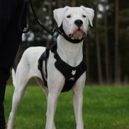 fenrir canine leaders bundle collection