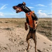 fenrir canine leaders collars and harnesses collection