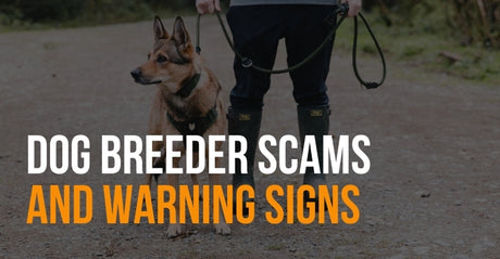 fenrir canine leaders dog breeder scams and warning signs