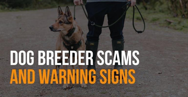How to Check If a Dog Breeder is Registered: Easy Verified Tips