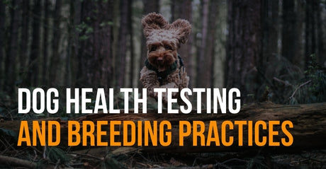 fenrir canine leaders dog health testing and breeding practices