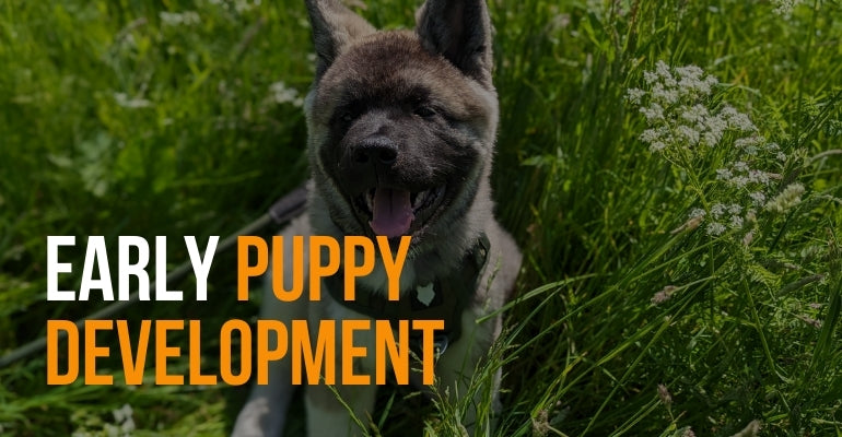fenrir canine leaders early puppy development