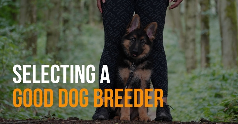 fenrir canine leaders selecting a good dog breeder