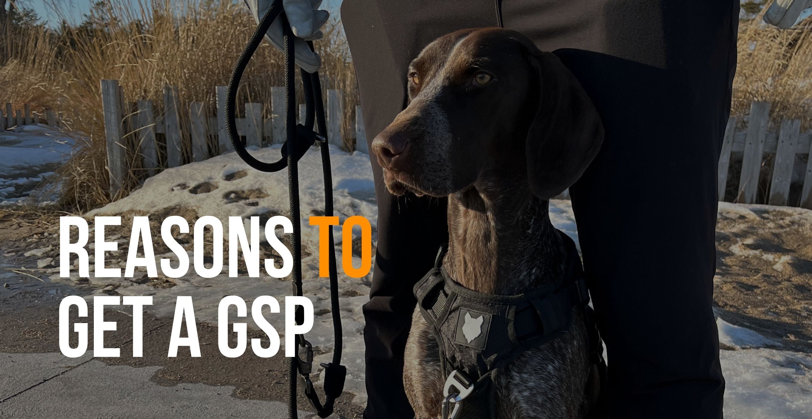 Gsp best sale hunting dog