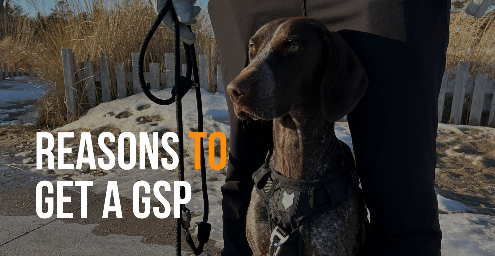 fenrir canine leaders 5 reasons you should get a gsp