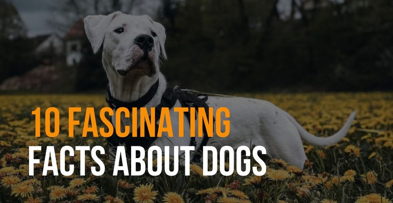10 fascinating facts about dogs