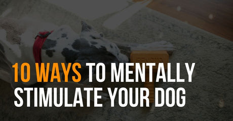 10 ways to mentally stimulate your dog