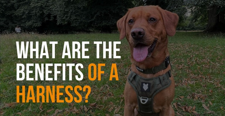 what are the benefits of a dog harness