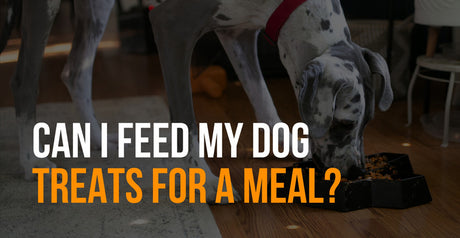 can i feed my dog treats for a meal