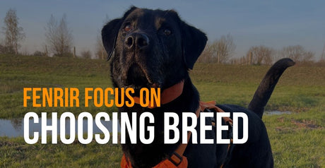 fenrir focus on choosing breed