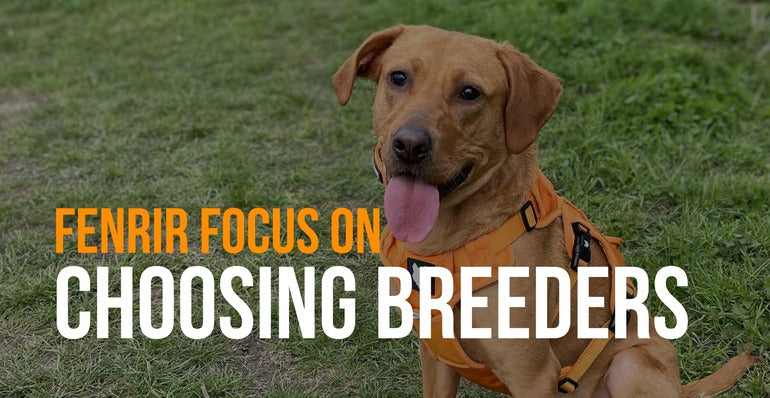 fenrir focus on choosing breeders