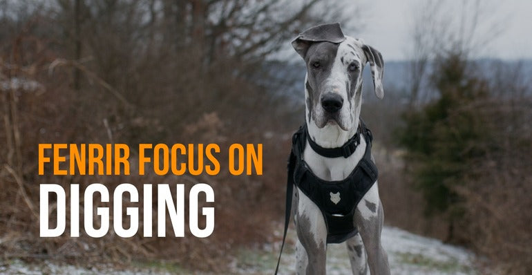 https://fenrircanineleaders.com/cdn/shop/articles/fenrir-canine-leaders-blog-thumbnail-fenrir-focus-digging.jpg?v=1696006699&width=770