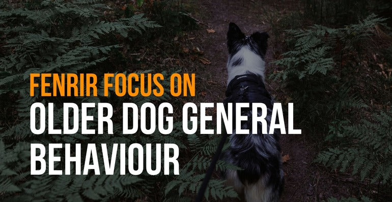 fenrir focus on older dog general behavior