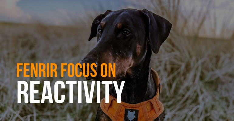 https://fenrircanineleaders.com/cdn/shop/articles/fenrir-canine-leaders-blog-thumbnail-fenrir-focus-reactivity.jpg?v=1696006179&width=770