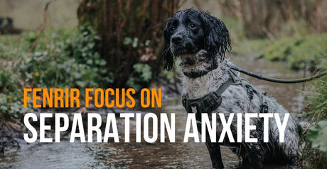 fenrir focus on separation anxiety