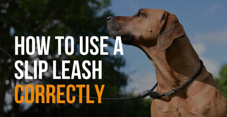 how to correctly use a slip leash