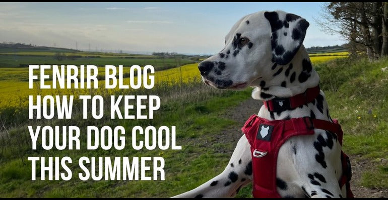 how to keep your dog cool this summer