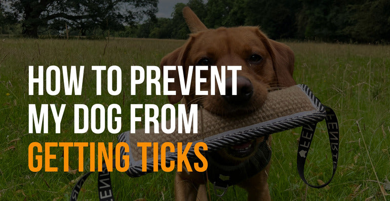 how to prevent my dog from getting ticks