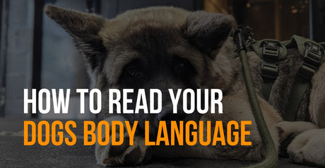 how to read a dog's body language