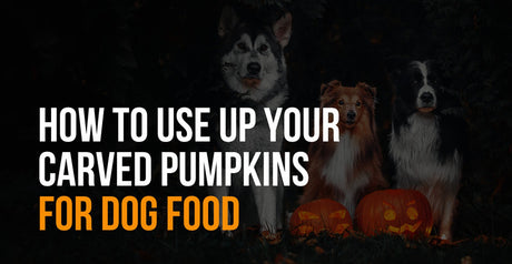 How to Use Your Carved Pumpkins for Dog Food