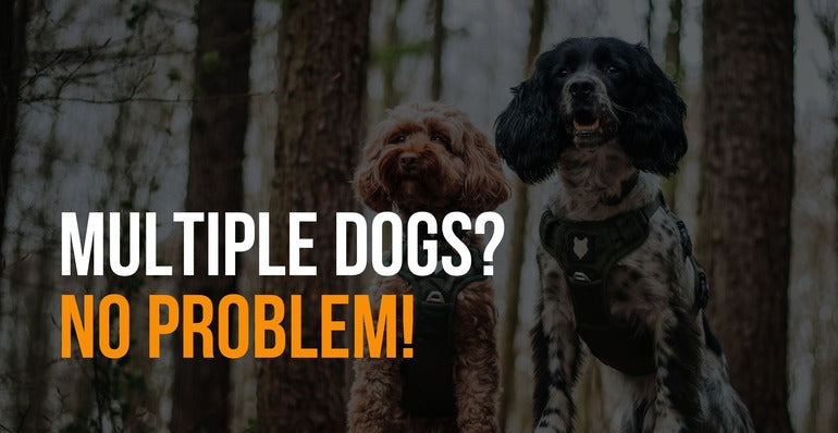 Have Multiple Dogs? Learn More About Our Bundles! – Fenrir Canine Leaders