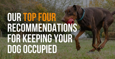 our top four recommendations for keeping your dog occupied