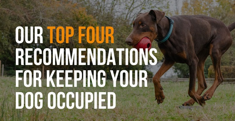 4 Tips for Keeping Your Dog Occupied – Fenrir Canine Leaders