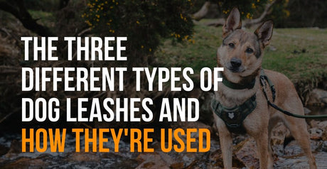 the three different types of leashes and how they are used
