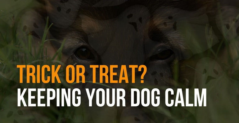 Keeping you dog calm during trick or treating