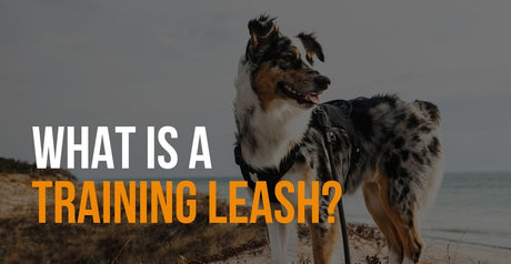what is a training leash
