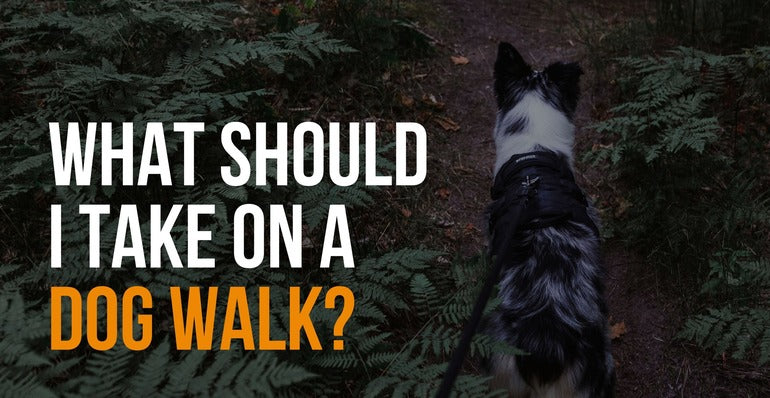 what should i take on a dog walk