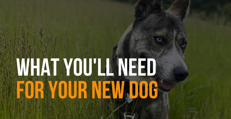 what you'll need for a new dog