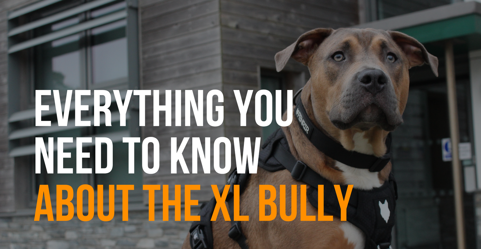 fenrir canine leaders everything you need to know about the XL Bully