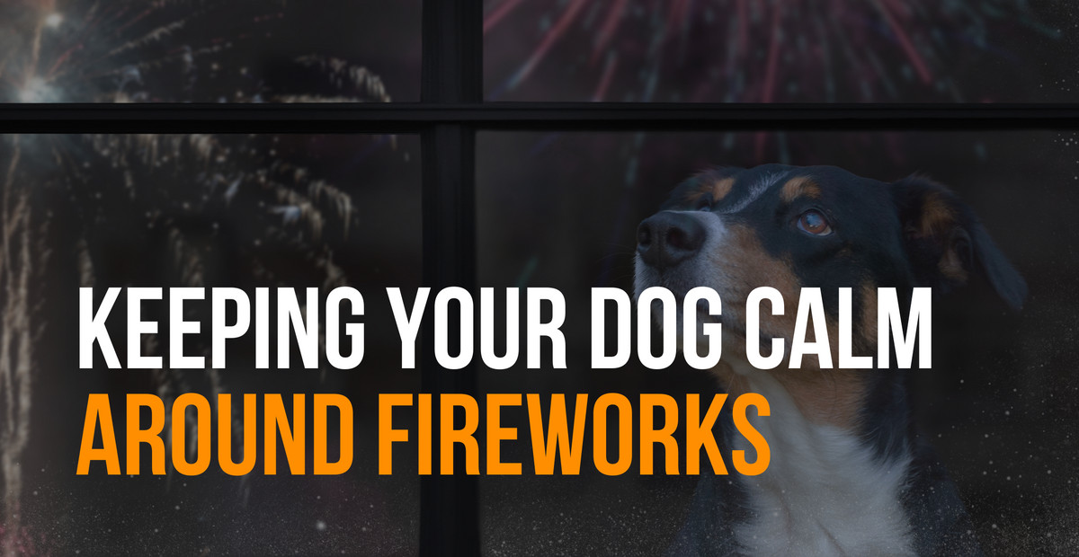 Guy Fawkes Day How to Keep Your Dog Calm During Fireworks Fenrir